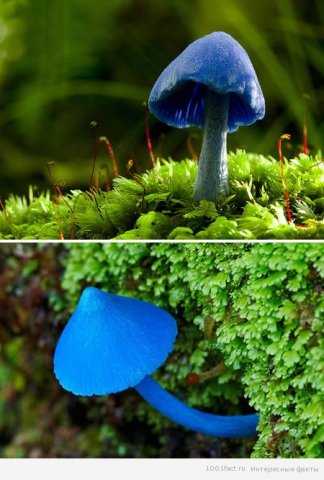 blue-mushroom.jpg, 61 KB