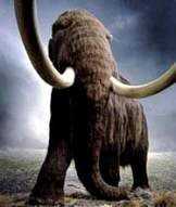 mammoth-2.jpg, 6 KB