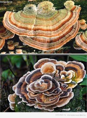 turkey-tail.jpg, 81 KB